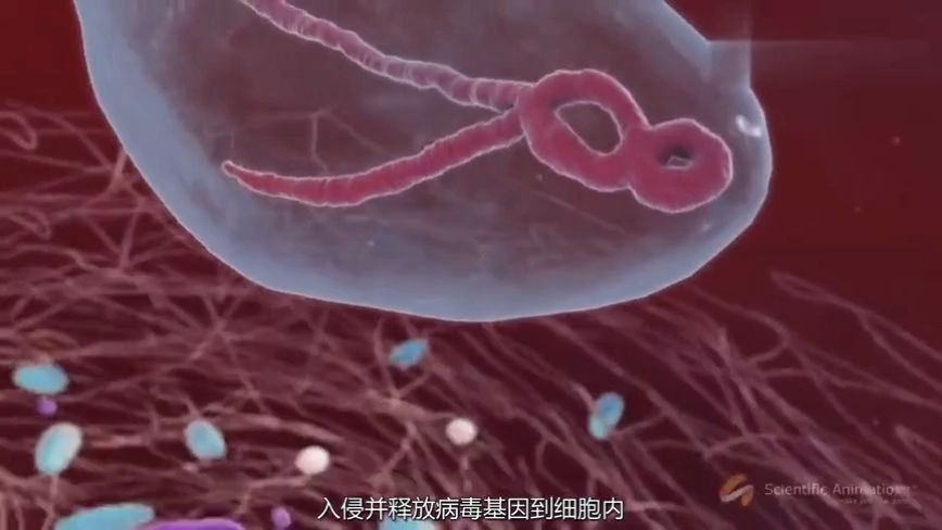 3D演示埃博拉病毒Ebola Virus感染过程腾讯视频哔哩哔哩bilibili