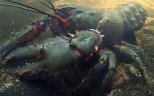 Скачать видео: 拍摄于墨尔本亚拉河的凯撒刺鳌虾（Euastacus kershawi)