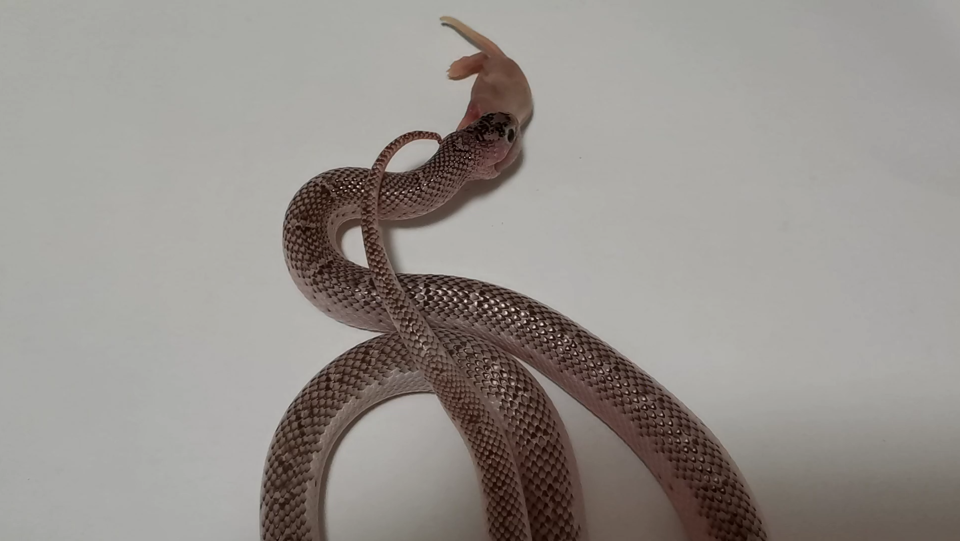 活动作品ax白边布鲁克王蛇公2022011920