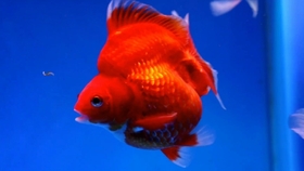 金鱼国外改良品种泰狮兰寿风头盖过本土传统金鱼是什么原因 哔哩哔哩 つロ干杯 Bilibili