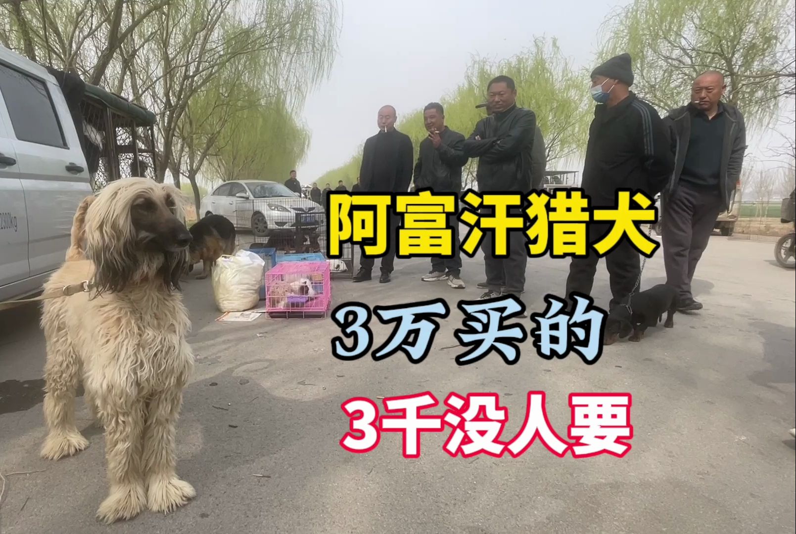 大哥网购花3万买了条阿富汗猎犬,狗市卖3千没人要哔哩哔哩bilibili