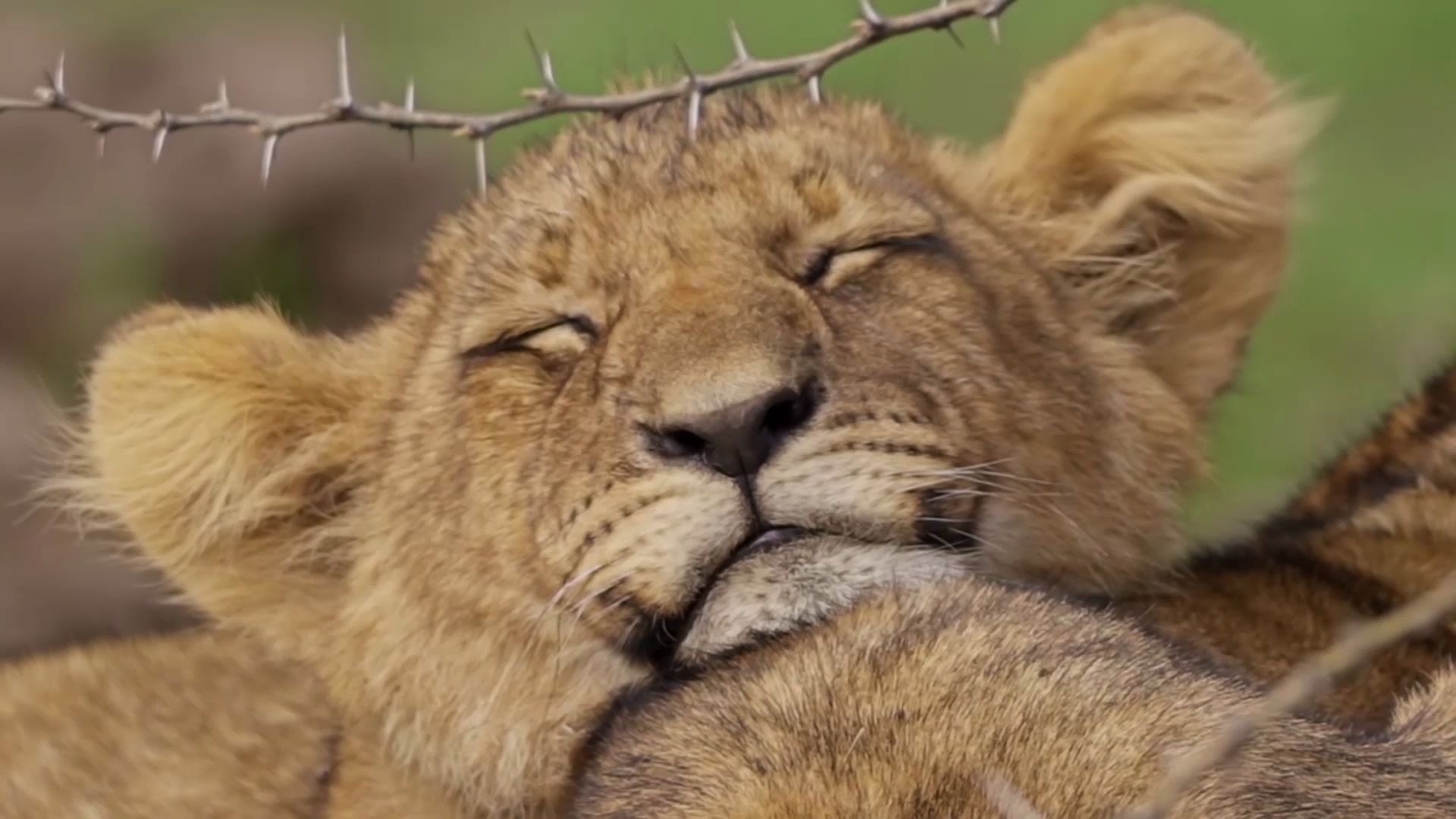 可爱小狮子,稚气未脱