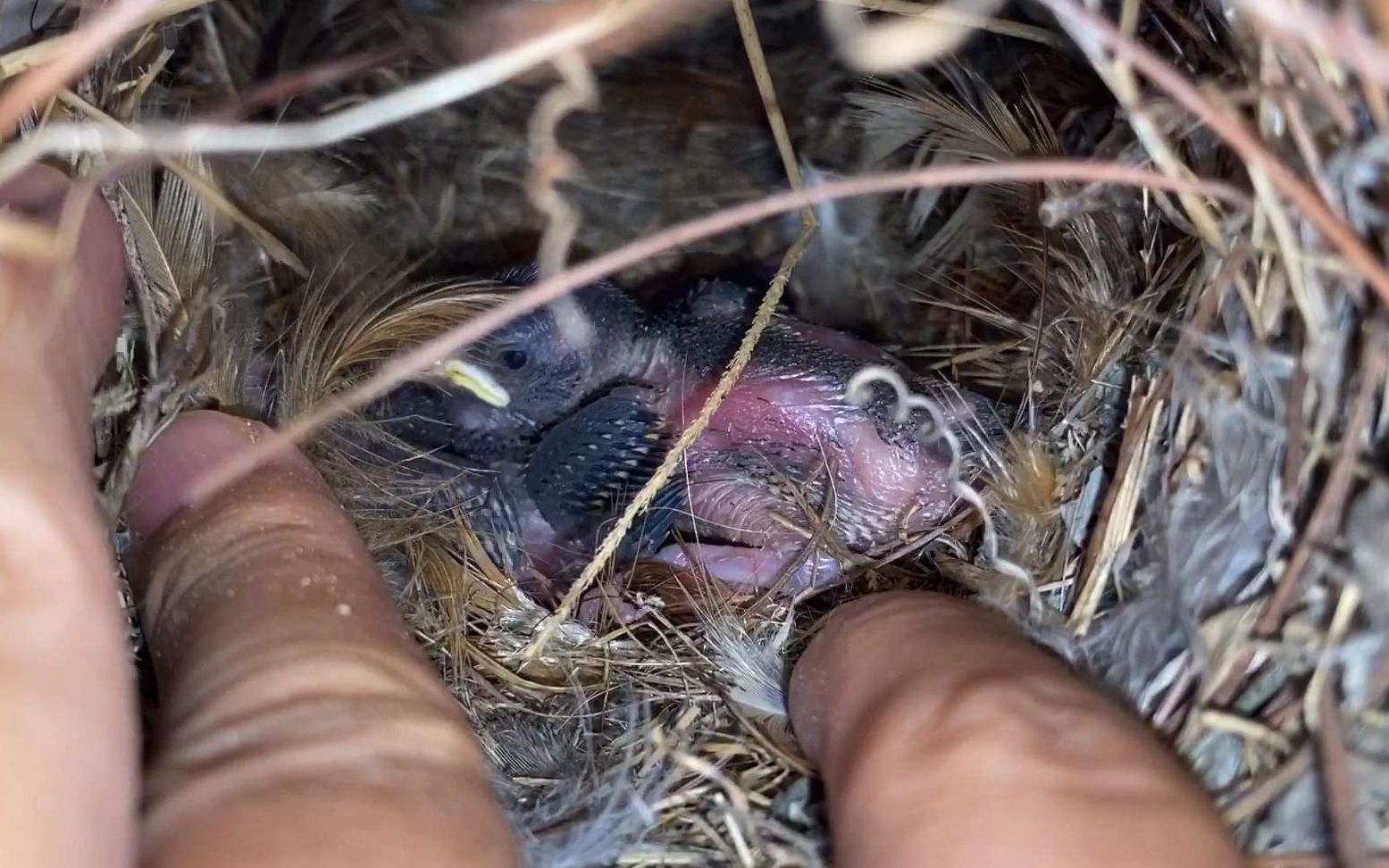 小伙每天给麻雀投食,麻雀在这里生下六只幼鸟