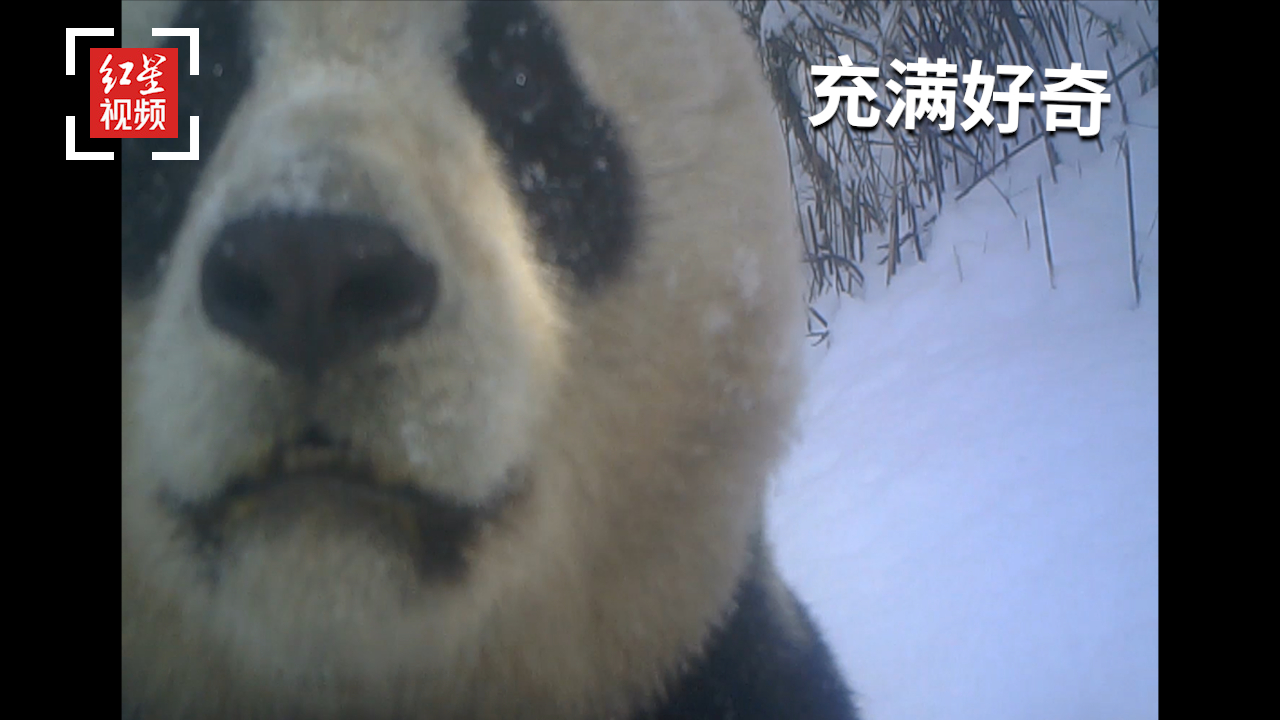 [图]四川勿角自然保护区拍到野生大熊猫