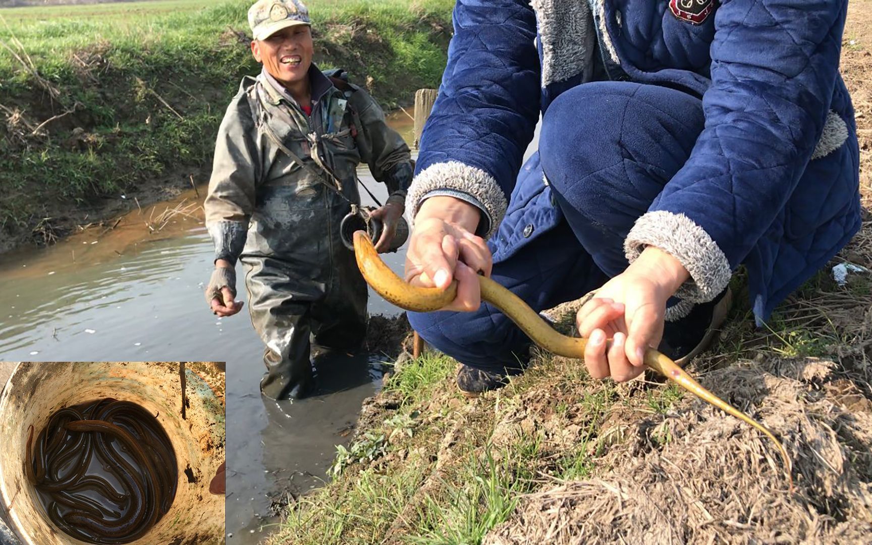 乡村小伙跟随68岁搞野老大爷冬季户外徒手抠野生黄鳝,瞧这鳝鱼啊
