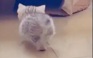 小 可 爱