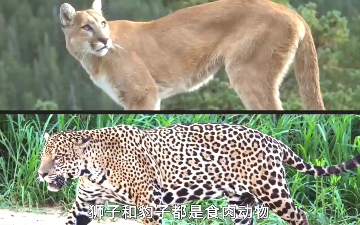 美洲狮vs美洲豹谁才是最强的猫科动物既生豹何生狮