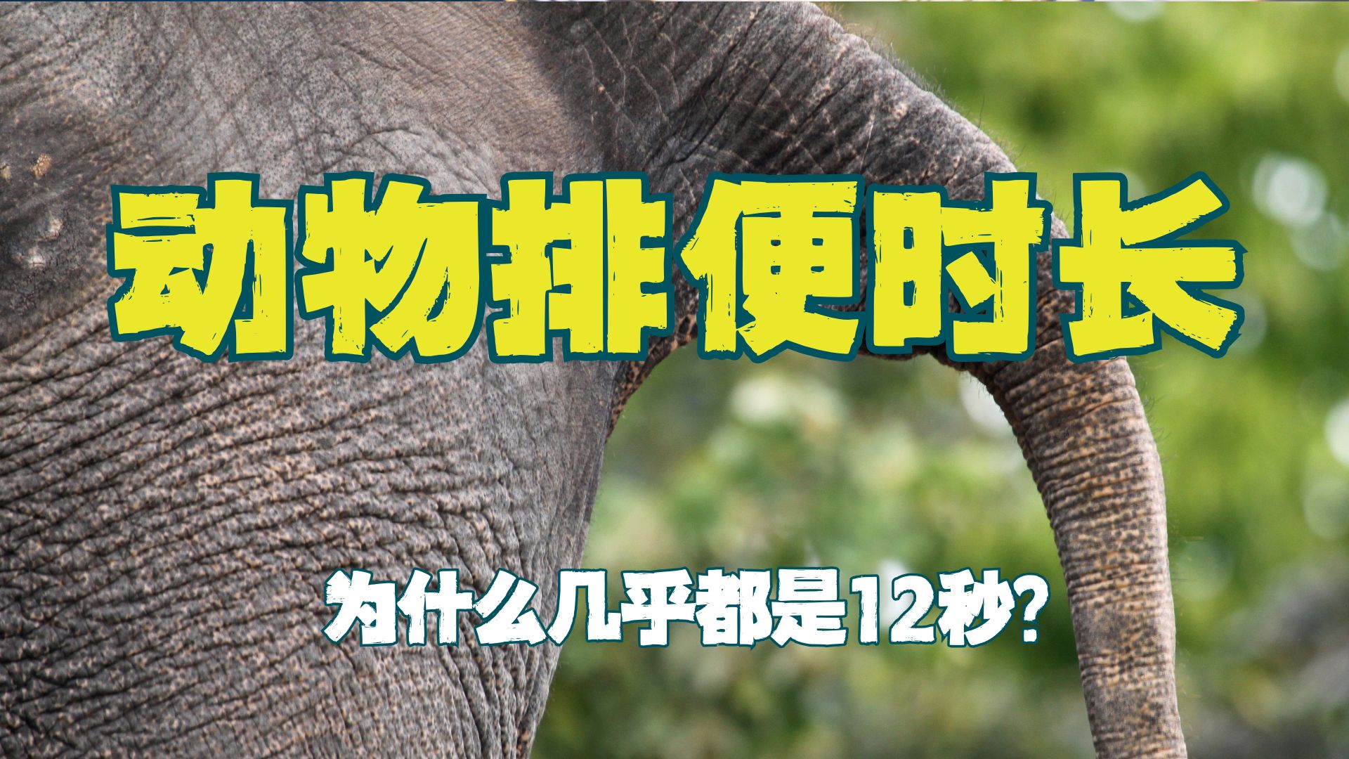 哺乳动物排便几乎都12秒，为什么人类是个例外？