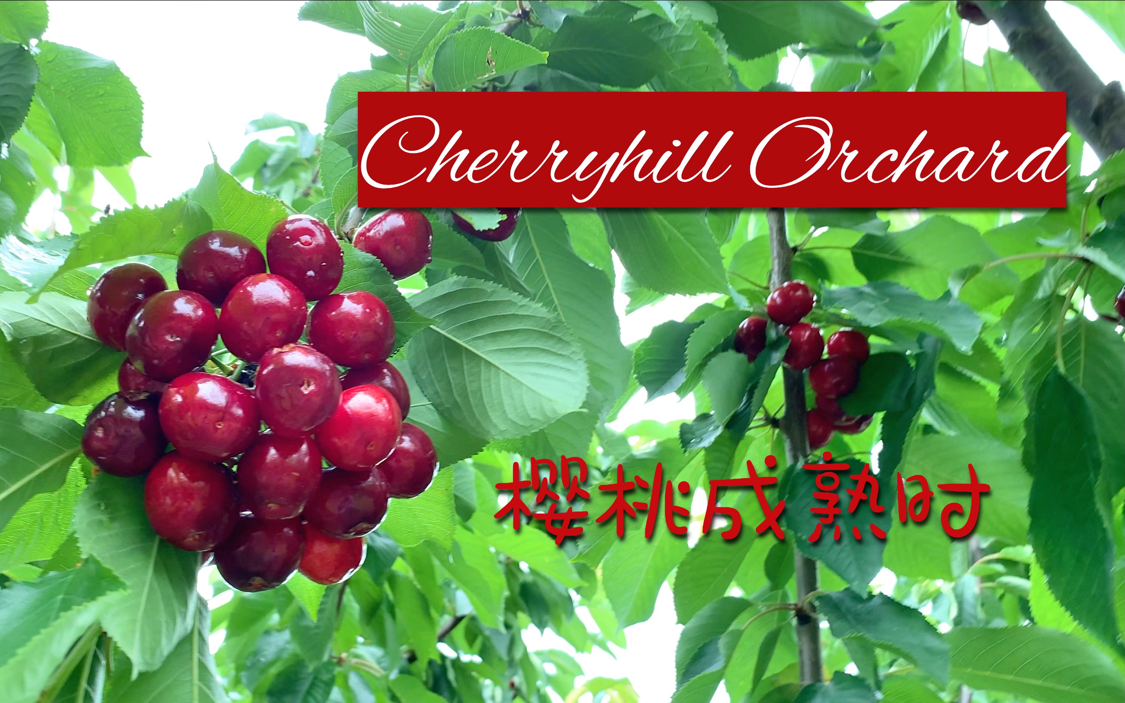 [图]樱桃成熟时｜Cherryhill Orchard墨尔本樱桃农场之旅｜VLOG