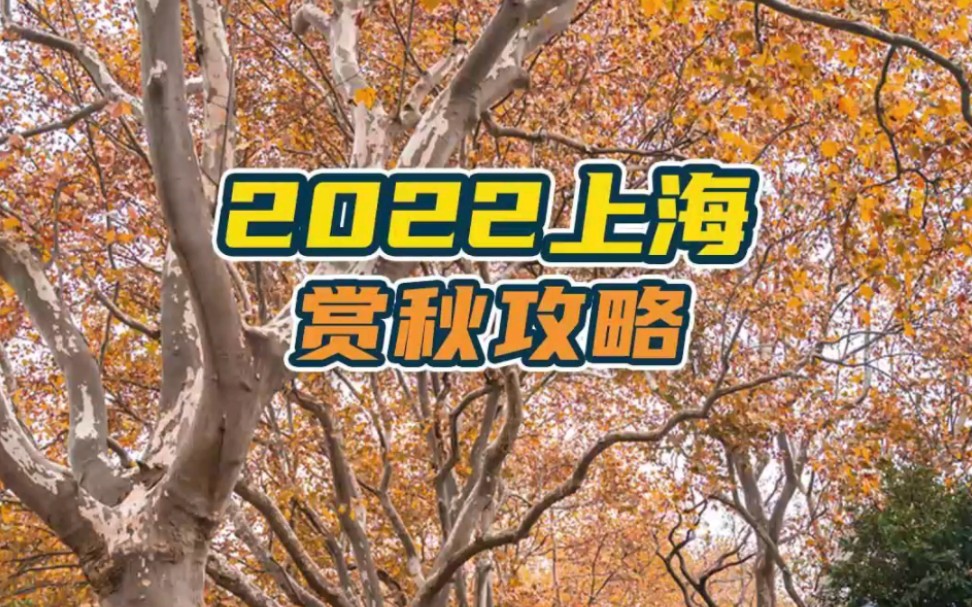 2022上海赏秋攻略来了!梧桐、银杏、枫叶、水杉都盘点好了哔哩哔哩bilibili