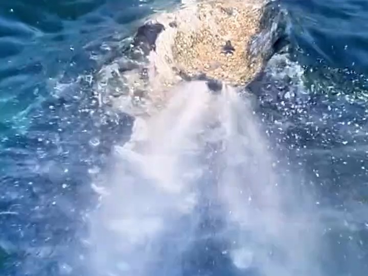 鲸鱼被藤壶得瘙痒难耐,磨蹭人类船只,还撒娇求抱抱!