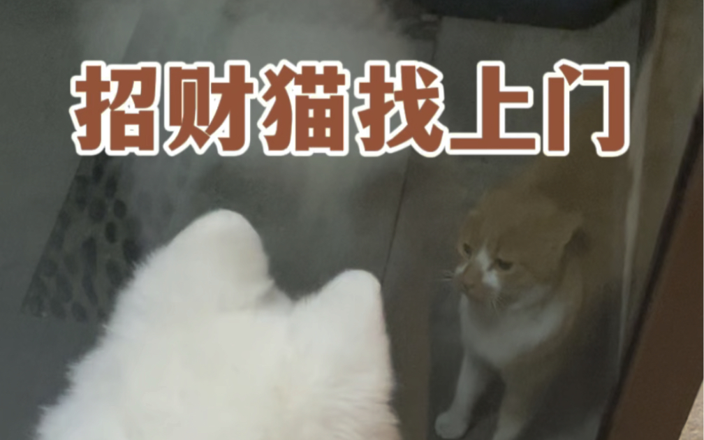 招财猫找上门哔哩哔哩bilibili