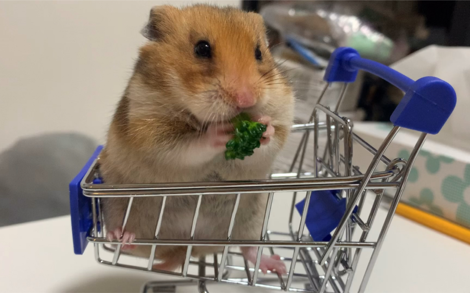 仓鼠金丝熊吃播噗噗子,吃西兰花