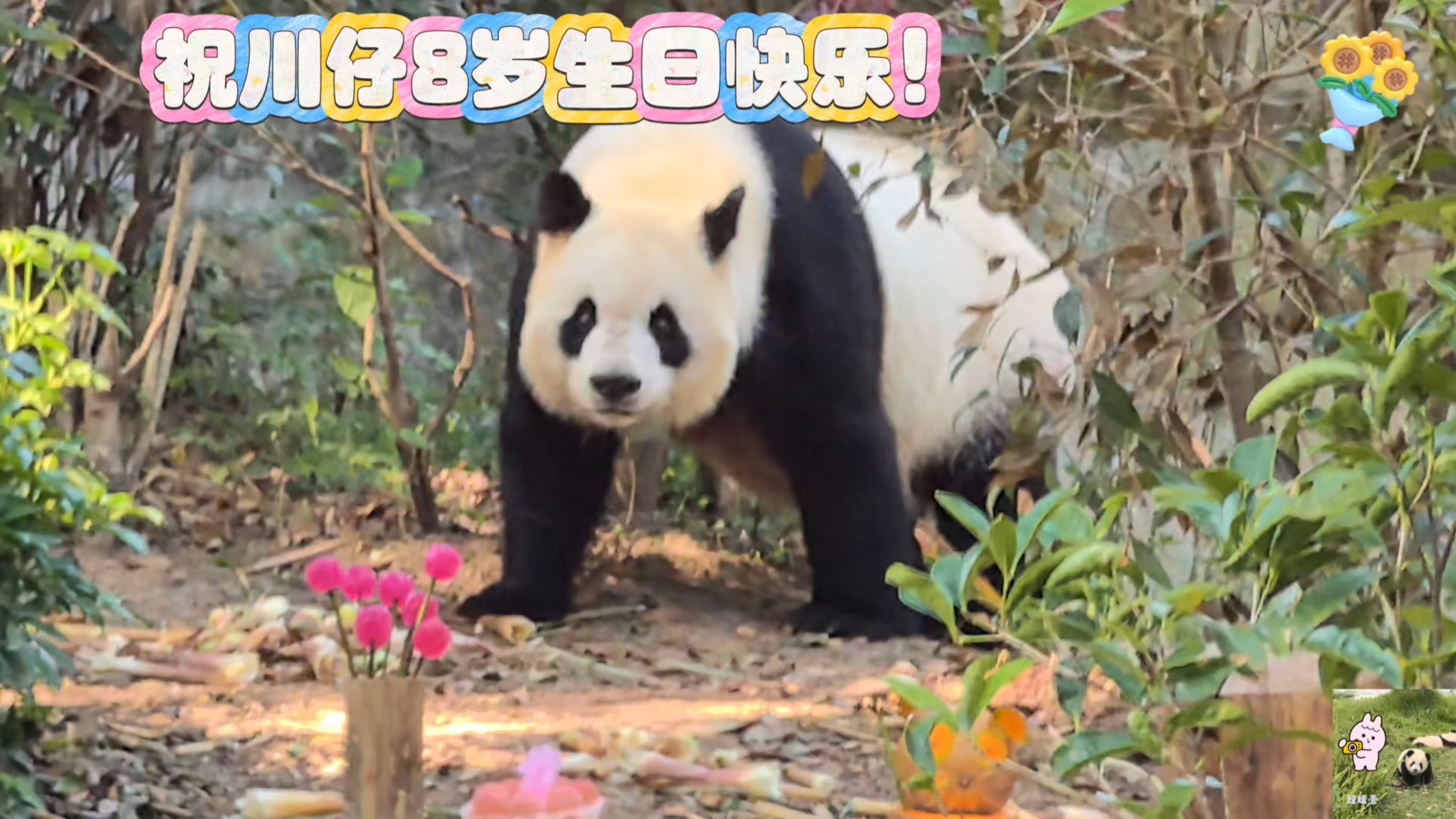 5月20号祝川仔8岁生日快乐！