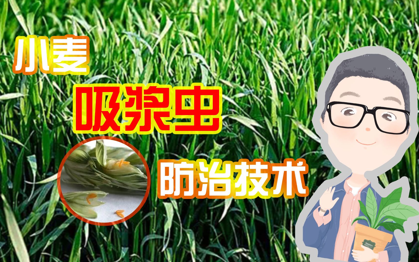 小麦抽穗至灌浆期,谨防小麦吸浆虫,别把最终的产量让它糟蹋了_哔哩