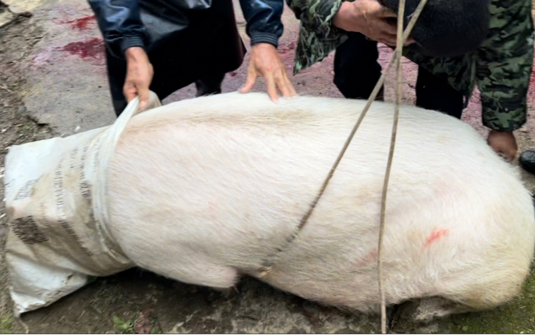 [图]这头猪是我见过最倔强的猪 宁死不屈也要反抗到底 屠夫都说封刀了