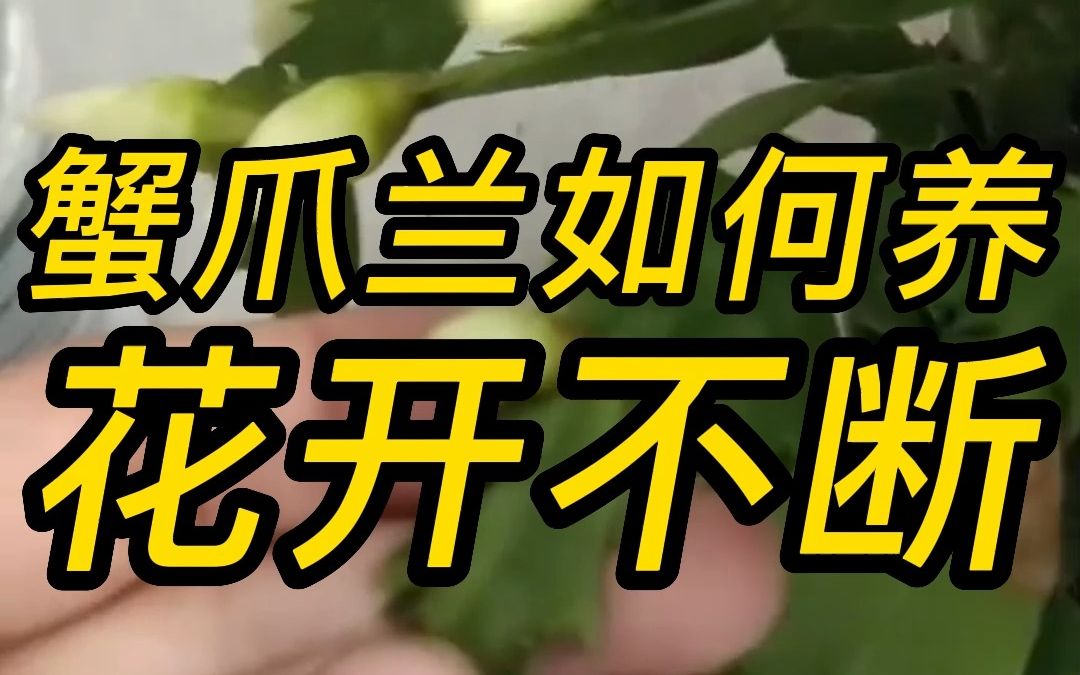 蟹爪兰如何养花开不断哔哩哔哩bilibili