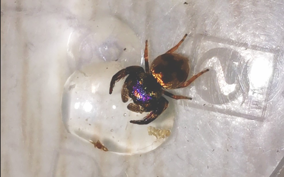 西迈塔跳蛛抱着和自己身体一样大的水滴喝水