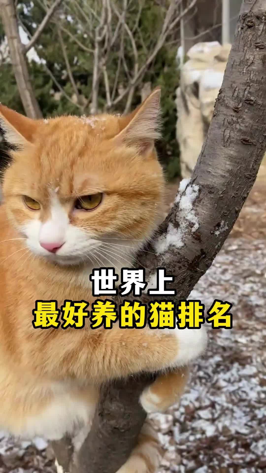 世界上最好养的猫排名,你养的是什么猫呢?哔哩哔哩bilibili