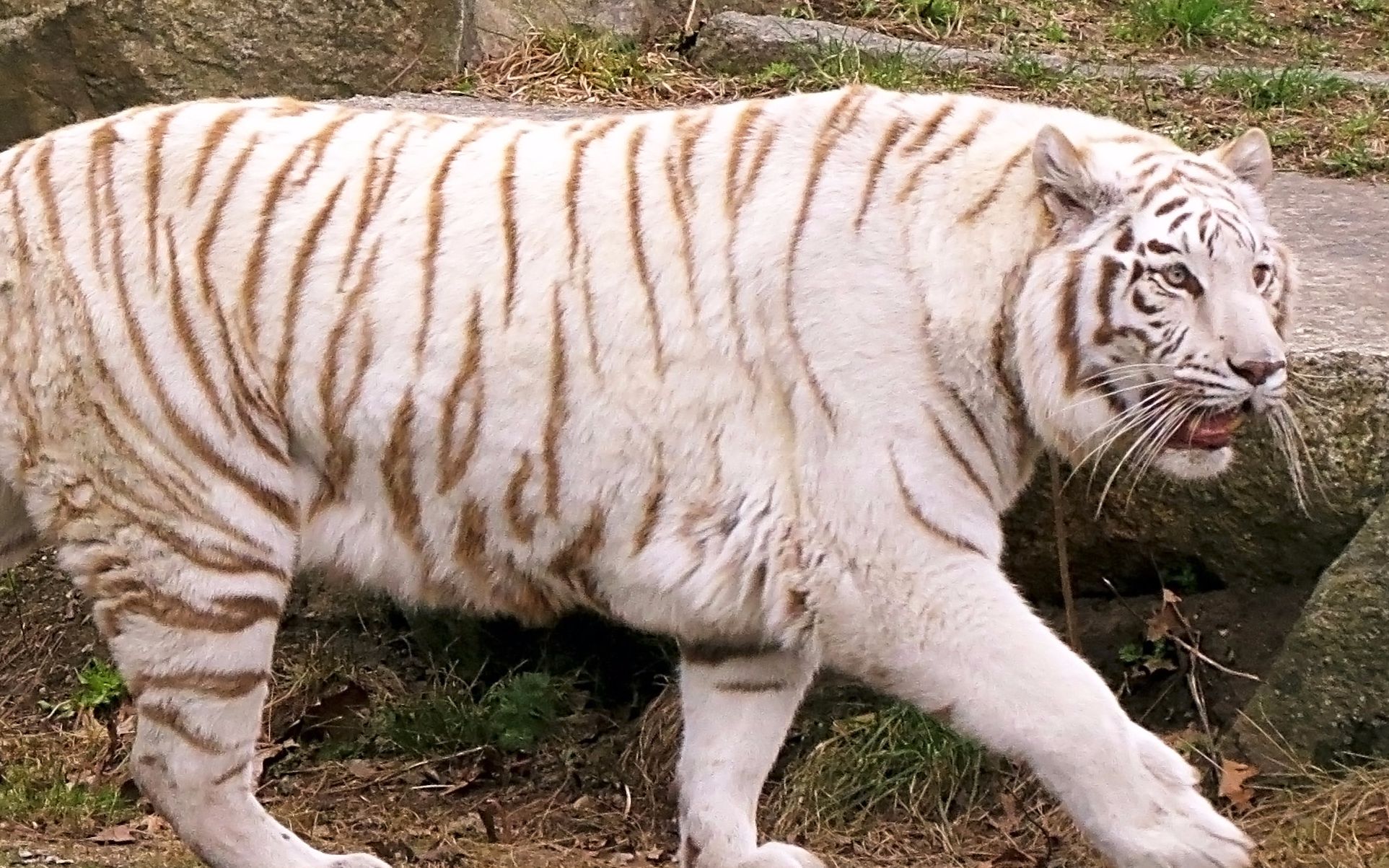 白色西伯利亚虎图片
