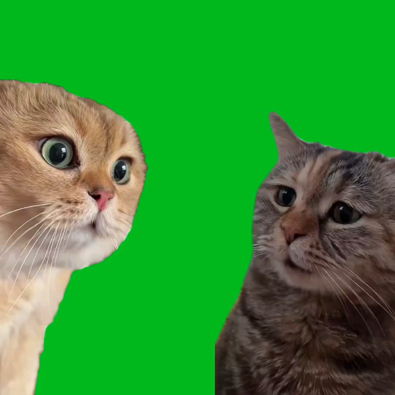 猫咪对话绿幕