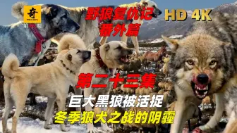 Download Video: 【野狼复仇记番外篇】第二十三集，黑狼突袭村庄被活捉，人类表面的胜利？