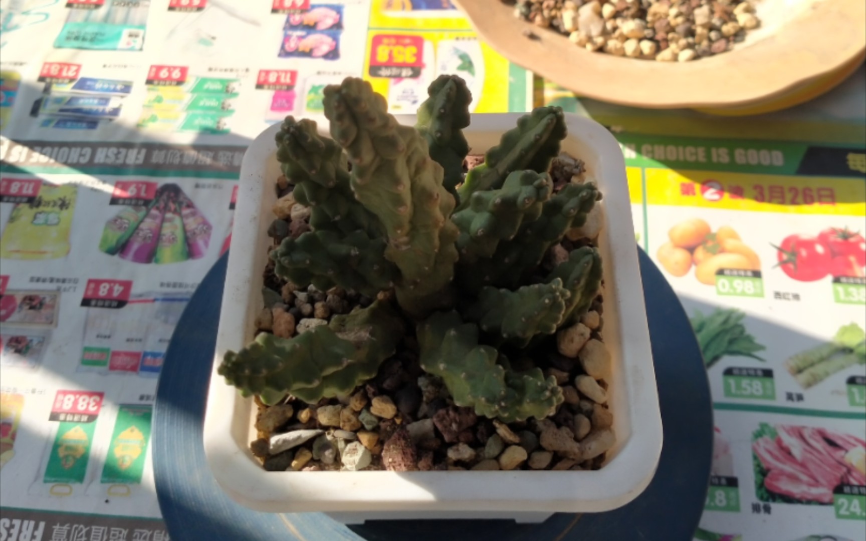 听花友说这个是水仙情郎,属于鹿角柱属,知道的花友评论区留言