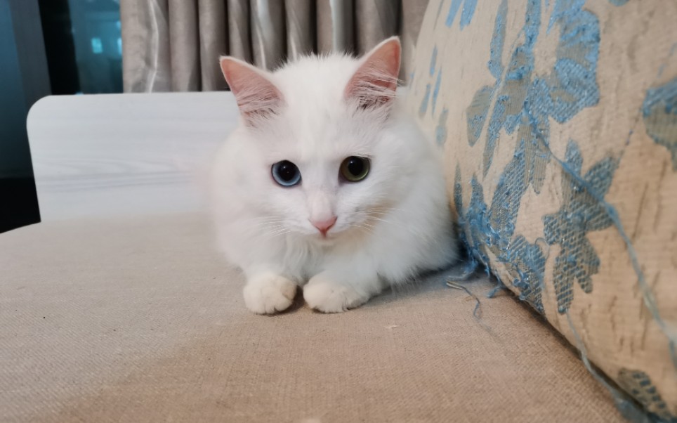 记录7个月白猫养成猪日记八斤肉大甩卖了