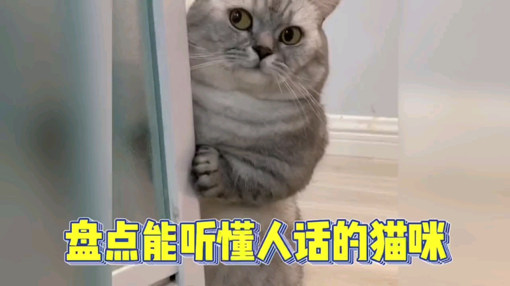 太可爱了猫咪宝贝哔哩哔哩bilibili