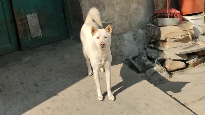 中国本土的好狗,白狗黄耳的中华田园犬,这只是我视频里最聪明的