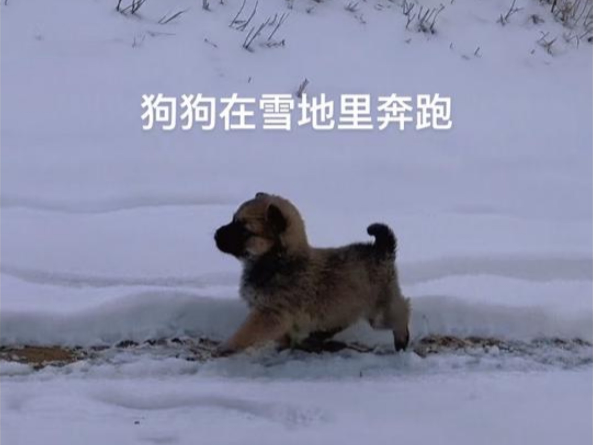 一群野狗在地里疯狂的奔跑