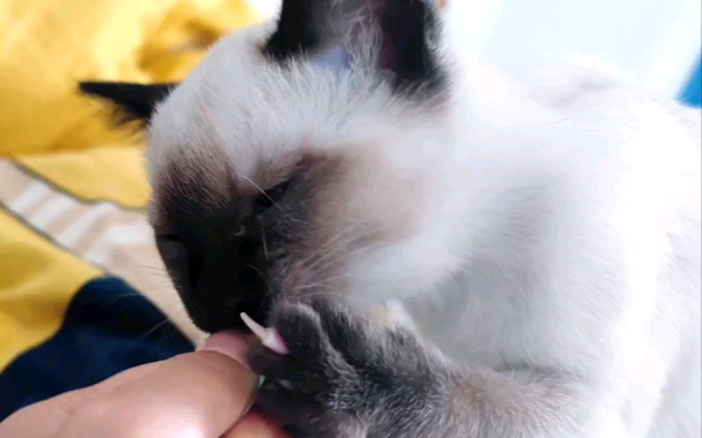 多少是有点不礼貌了哦 小猫咪怎么可以竖中指呢!