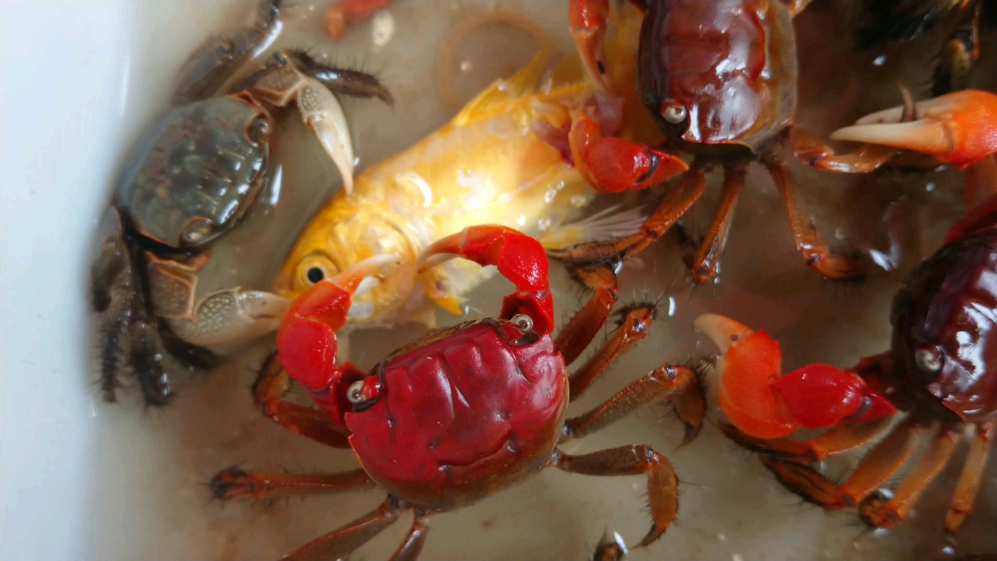 螃蟹吃鱼目击现场