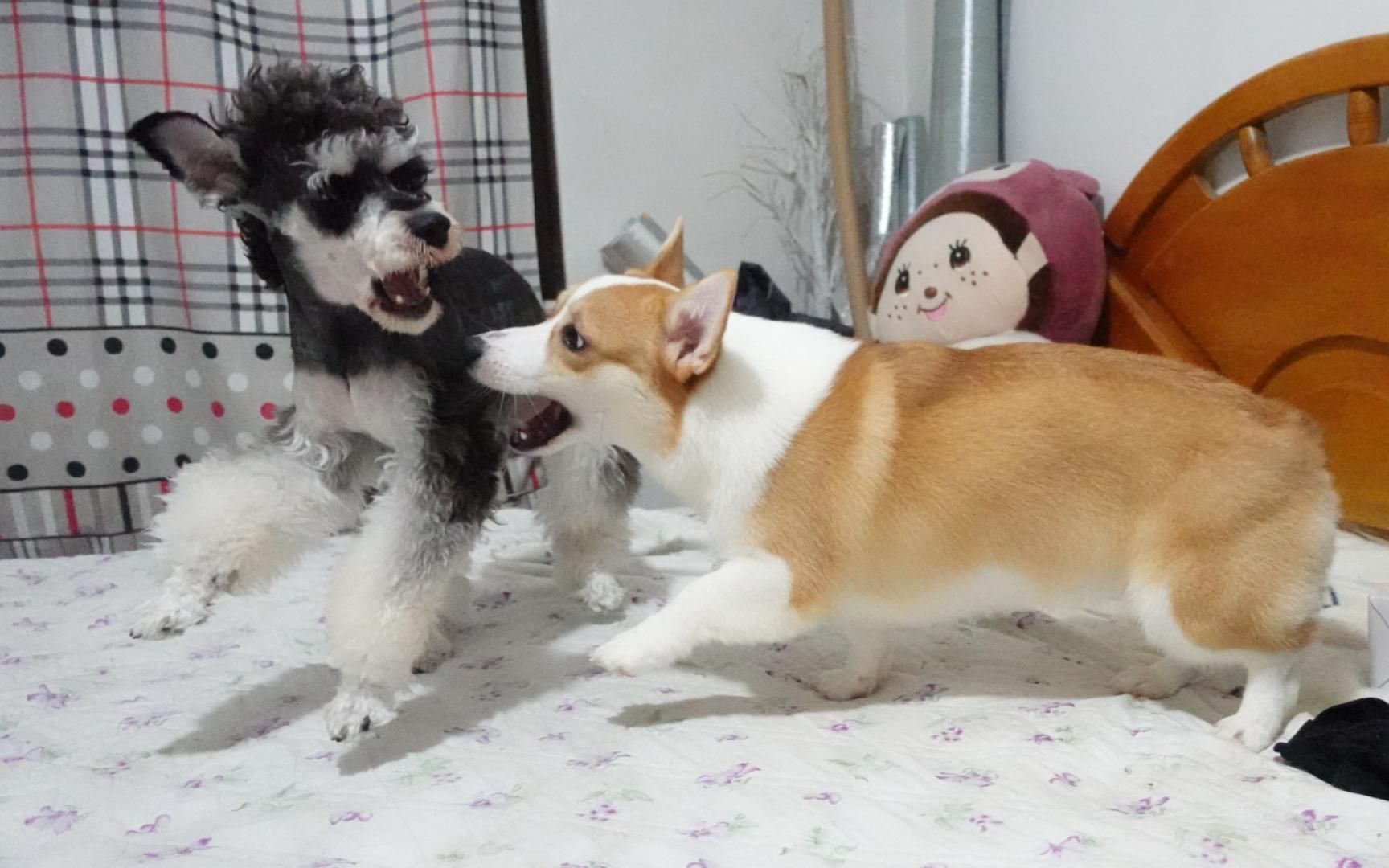 蹭狗流量的狗是真的狗|volg.4雪纳瑞柯基和人们的幸福生活