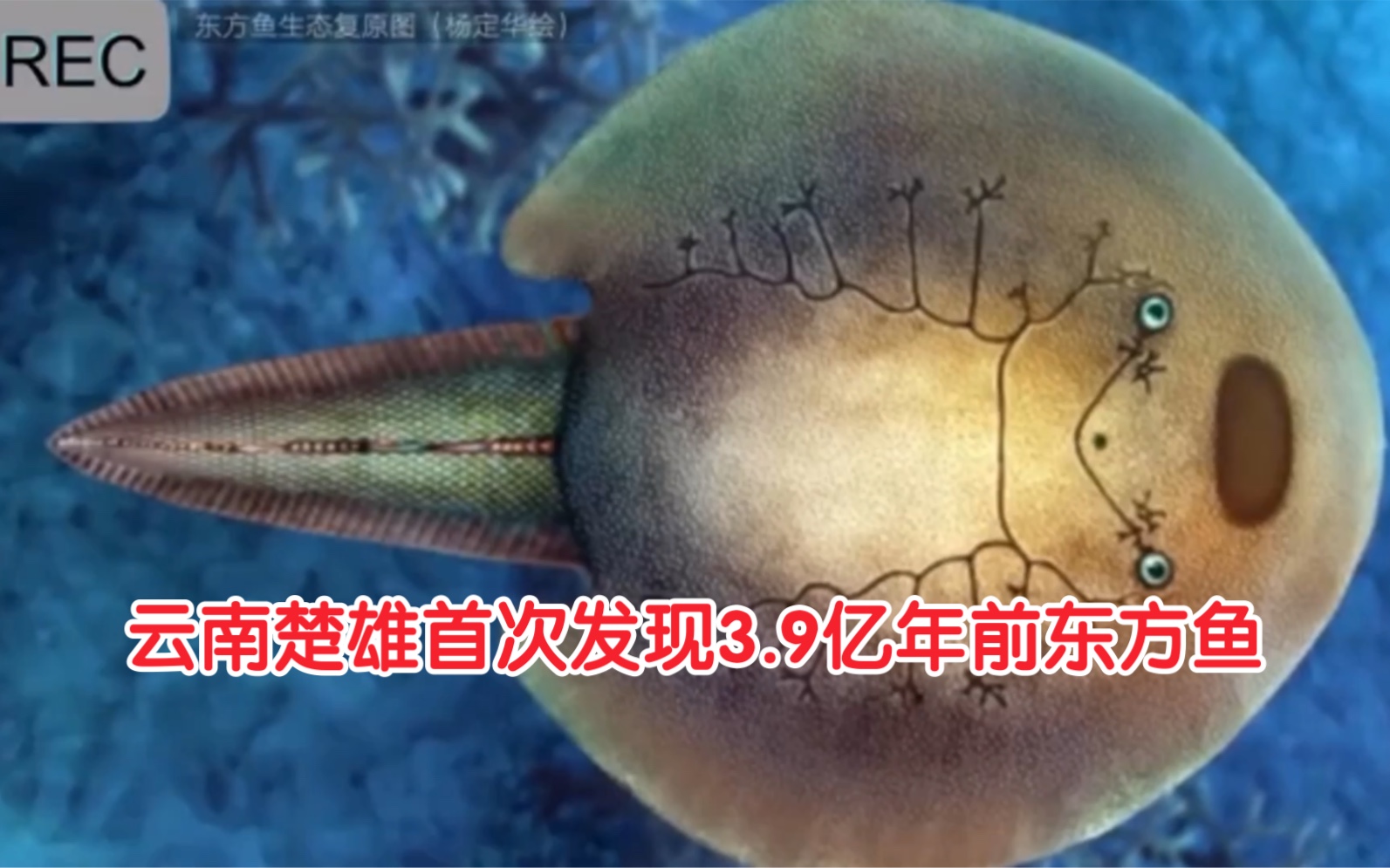 [图]云南楚雄首次发现3.9亿年前东方鱼，是迄今已知鳃囊数目最多盔甲鱼类！ #3.9亿年前东方鱼被发现 #知识科普