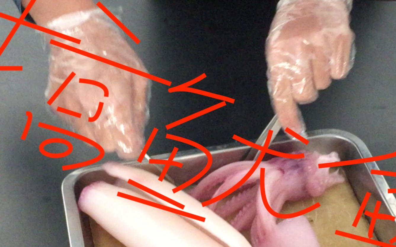 「kinda 科学」解刨鱿鱼 ?(ryan)