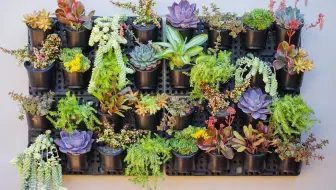 多肉礼 多肉植物 Succulent Plants 245 给露种的多肉花坛 搭凉棚 哔哩哔哩 Bilibili