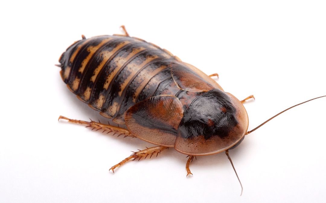 杜比亚蟑螂繁殖成功