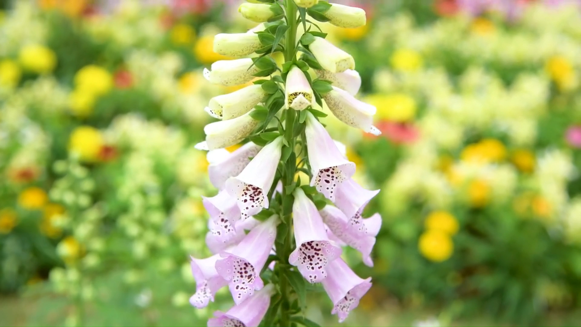 【空镜素材】突然想起鬼灯了,剪一期金鱼草