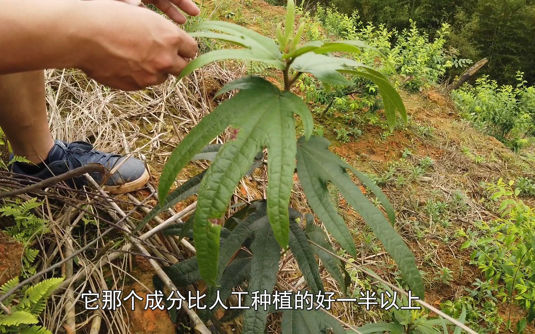 农村煲汤必备,见过纯正野生五指毛桃吗?效果比人工种植的好三倍哔哩哔哩bilibili