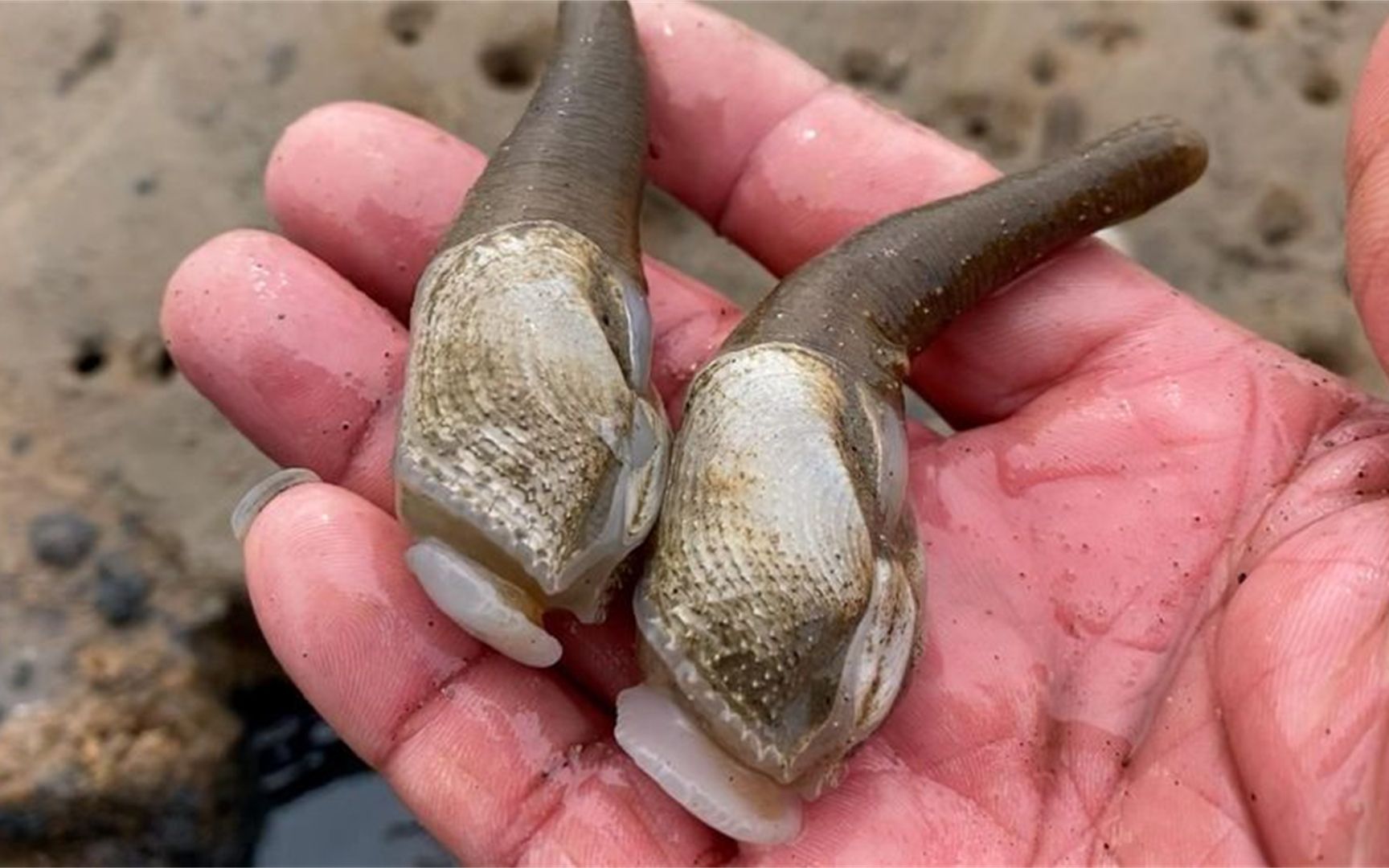 今天趕海,這樣的海洋生物你指定沒見過!