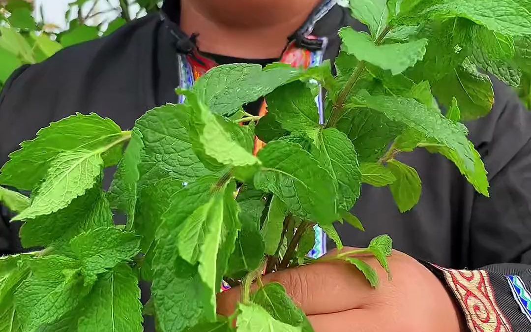 鱼香菜的功效与作用(鱼香菜的好处:促进消化与增强免疫力)