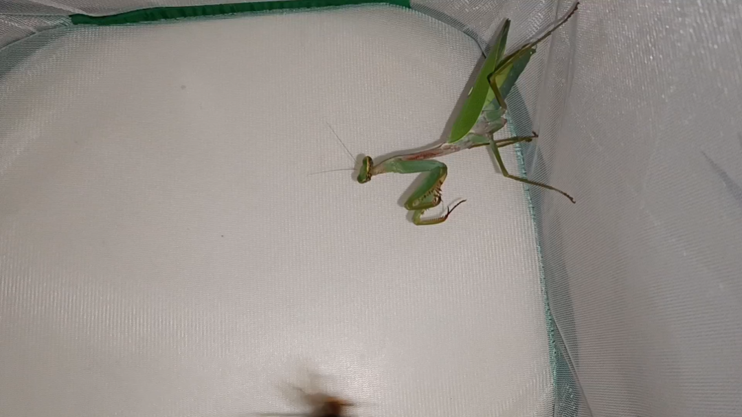 巨斧螳螂秒杀黄边胡蜂
