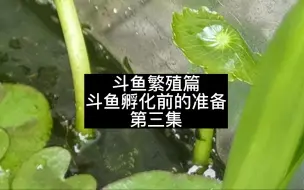 Descargar video: #斗鱼繁殖 ##泰国斗鱼 #中国斗鱼 手把手教你如何在家里繁殖斗鱼，已经繁殖的注意事项，持续更新