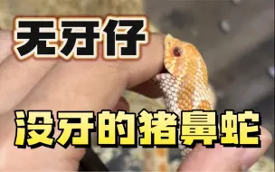 Tải video: 没有牙齿的猪鼻！无牙仔长大咯～