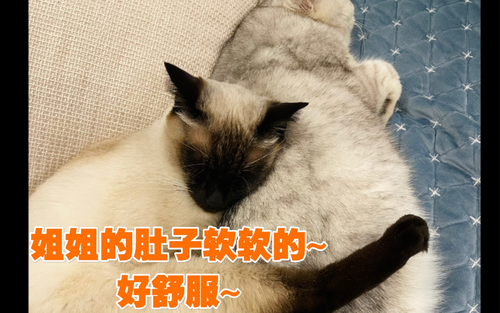 【英短暹罗】姐姐有起床气 醒了就打人哦