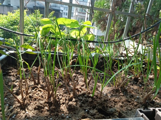 新鲜韭菜绿油油