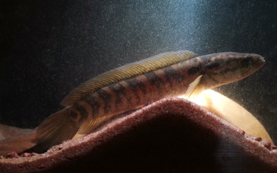 治疗和训了半个月后的月鳢吃饲料