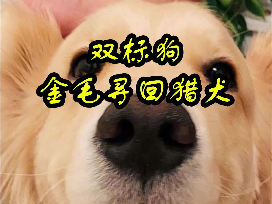 双标狗金毛