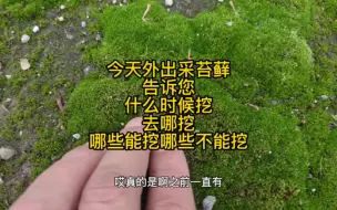 Download Video: 今天外出采苔藓，告诉您什么时候挖，去哪挖，哪些能挖哪些不能挖